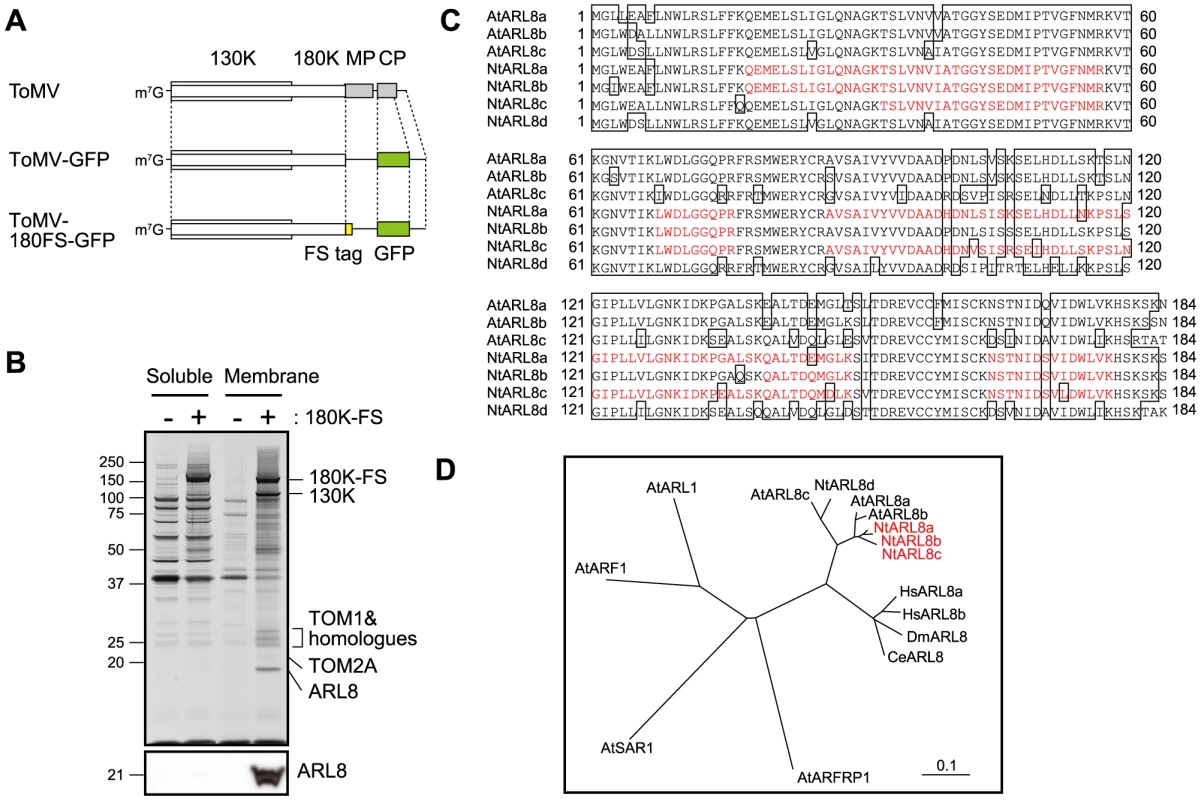 Analysis of proteins co-purified with the 180K-FS protein.