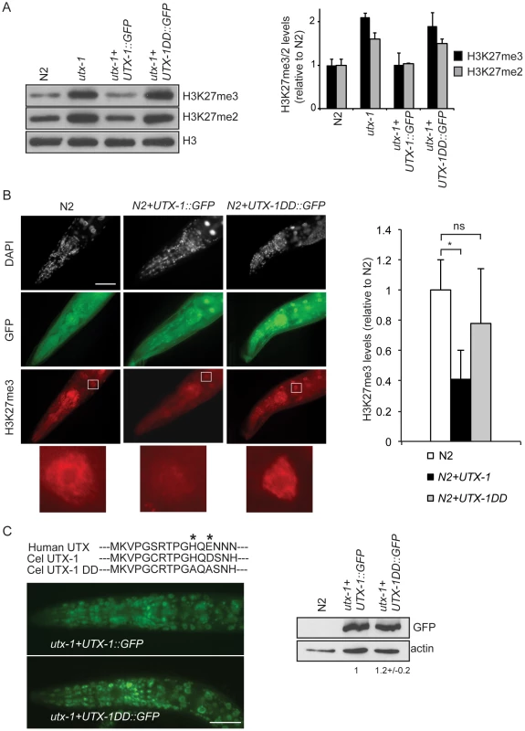 UTX-1 is an H3K27me2/3 demethylase.