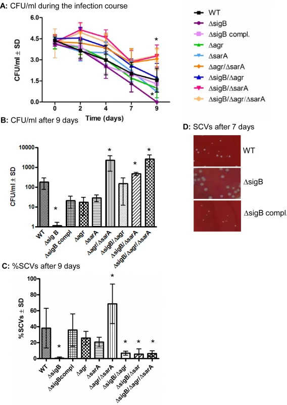 <i>sigB</i> promotes persistence and SCV-formation.