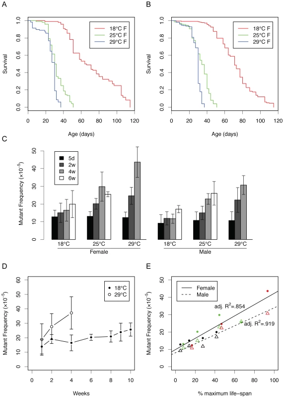 Somatic mutations as a function of life span at different temperatures.