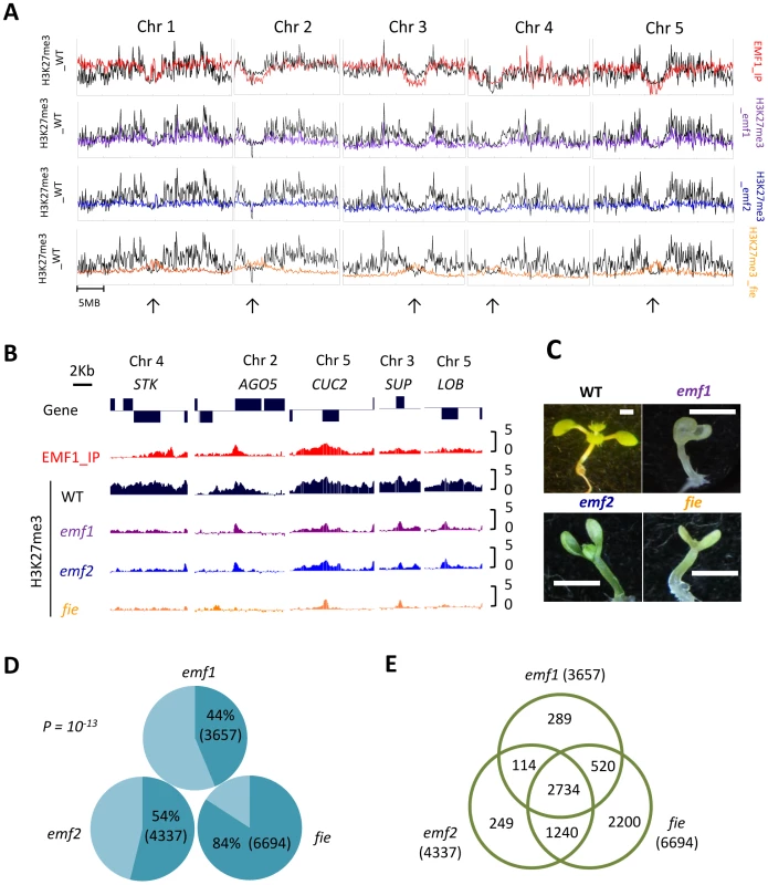 Chromosomal distribution of EMF1 binding sites and H3K27me3 modified regions in WT and 3 mutants.