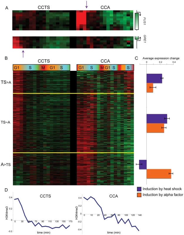 Nucleosomes methylated during cell cycle arrest lose H3K4me3 during the first S phase after release.