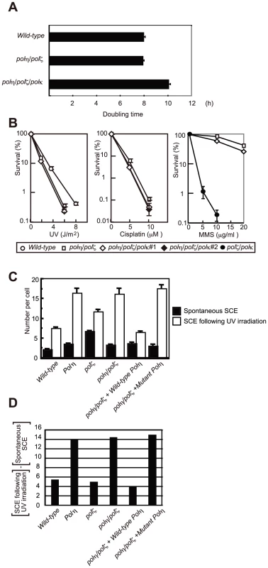 HR, but not Polκ, contributes to increased cellular tolerance to DNA damage in <i>polη/polζ</i> cells, compared with <i>polζ</i> cells.