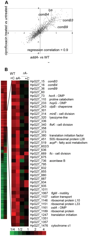 DNA damage induces natural competence.