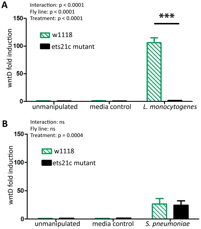 Ets21c mutants do no induce wntD during infection.