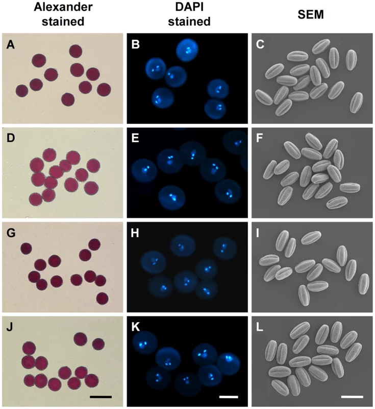 The <i>myb97 myb101 myb120</i> triple mutations did not affect the formation of pollen grains.