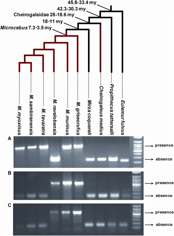 PCR screening for presence/absence of orthologous solo LTR in various species of Malagasy lemurs.