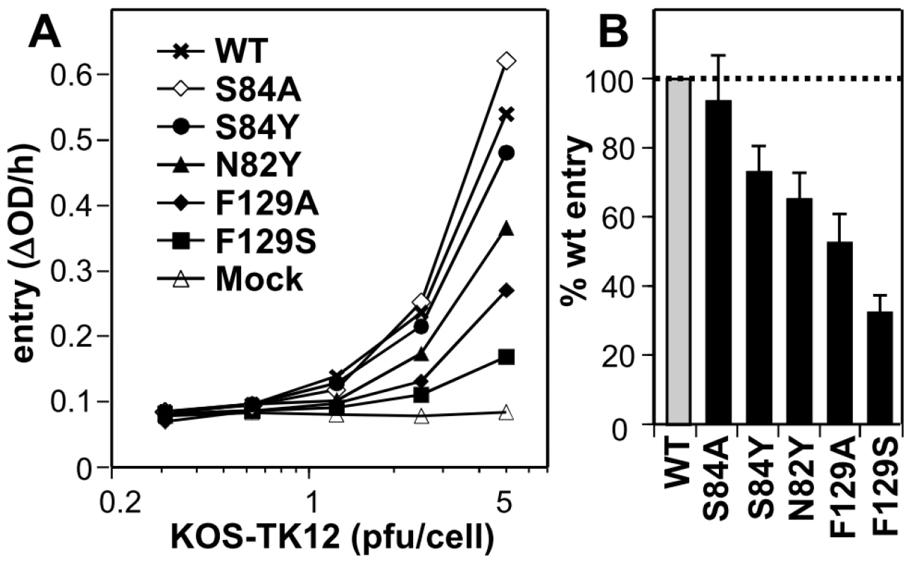 Effect of nectin-1 mutations on HSV entry. A