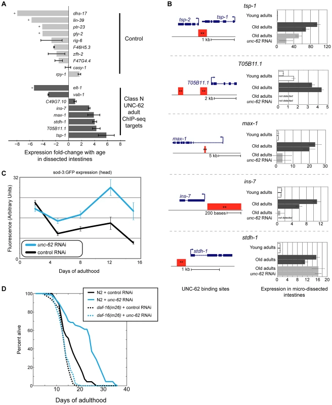 <i>ins-7</i> and other <i>unc-62-</i>dependent class N targets are activated in the old intestine.