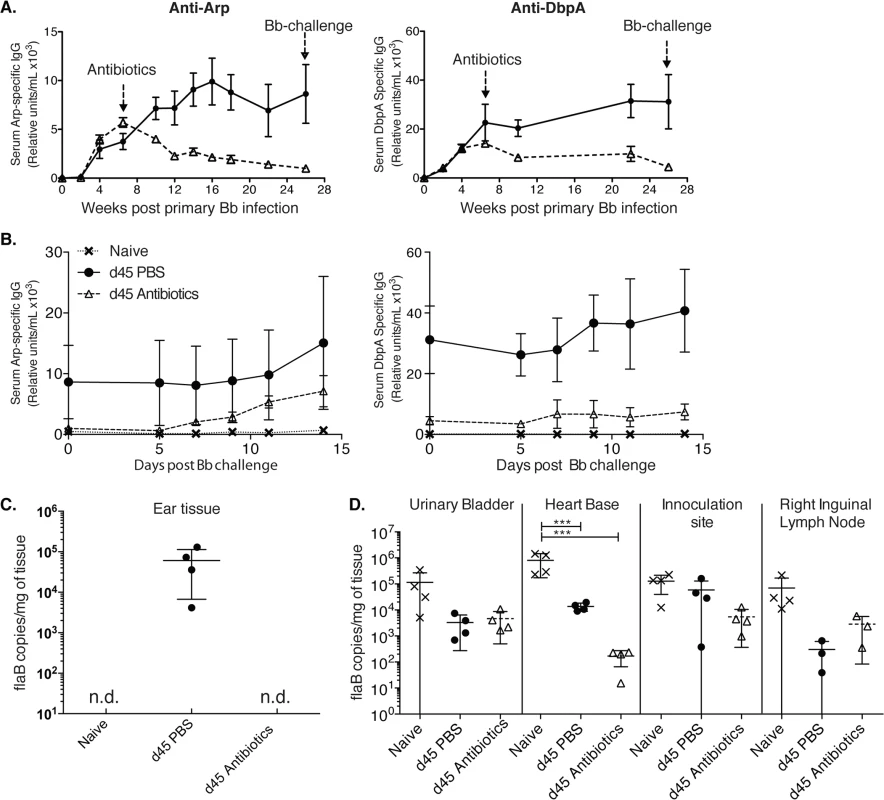 Lack of long-lived antibody responses after Bb infection (A-B)