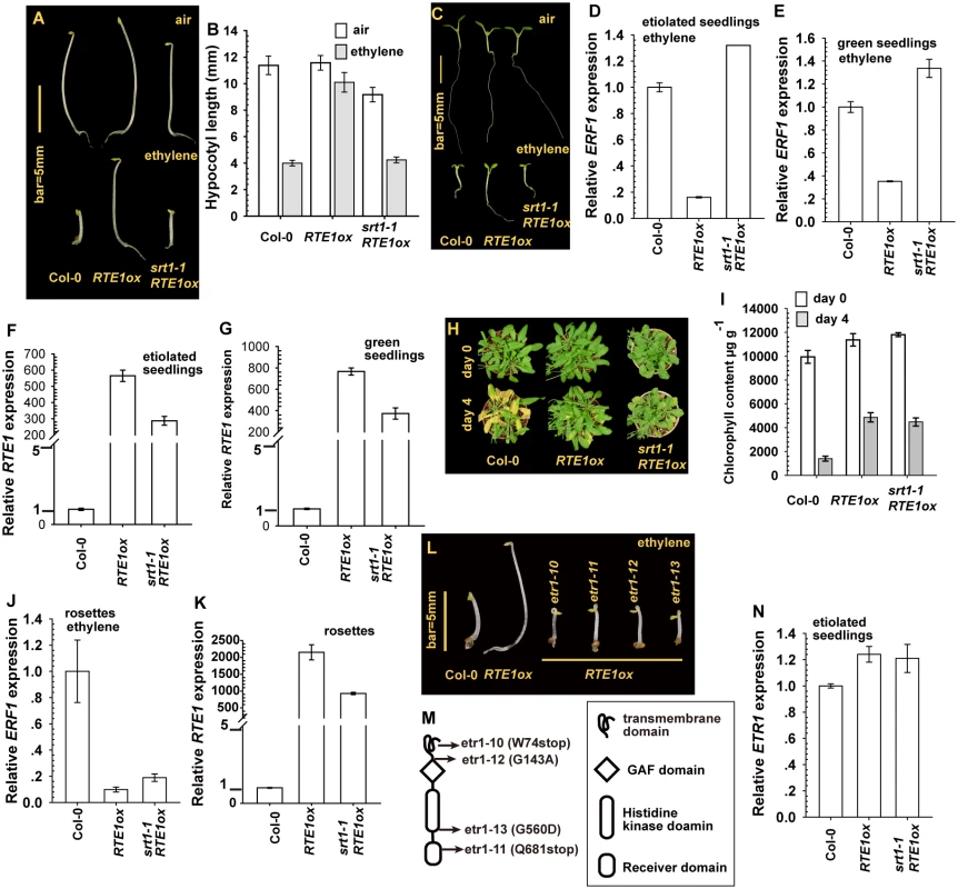 Effect of <i>SUPPRESSOR OF RTE1 OVEREXPRESSION1</i> (<i>SRT1</i>) on the ethylene insensitivity in <i>REVERSION-TO-ETHYLENE SENSITIVITY1 overexpressor</i> (<i>RTE1ox</i>).
