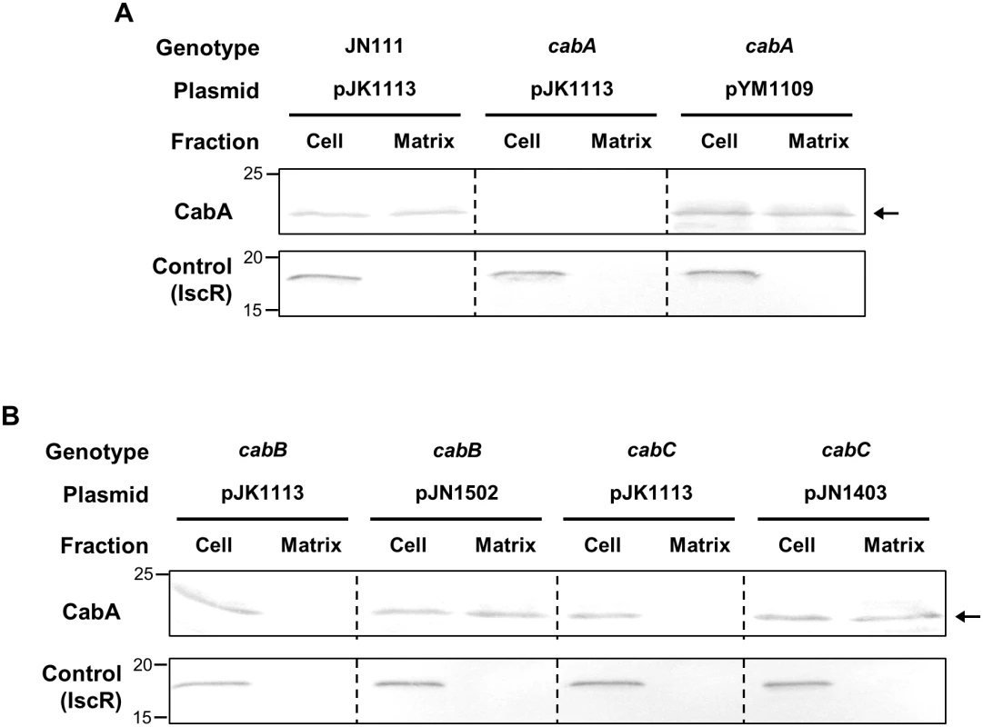 CabA in the cell and matrix fraction of biofilms.