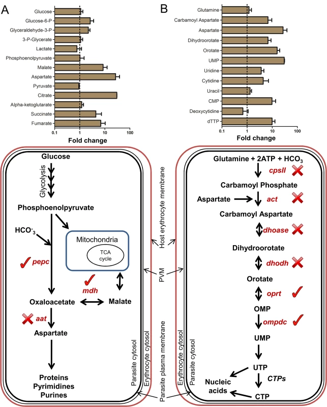 Metabolites of intermediary carbon metabolism (ICM) and pyrimidine biosynthesis are up-regulated in reticulocytes.