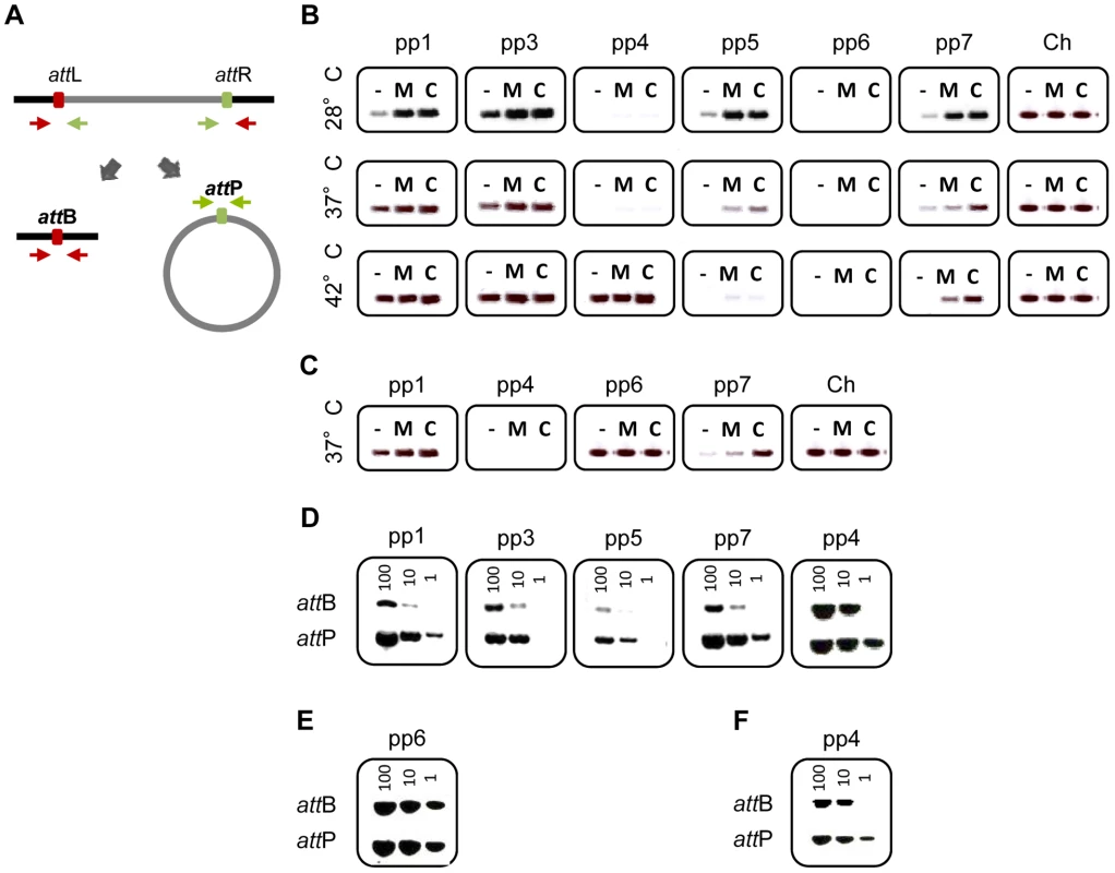 Prophage excision and replication.