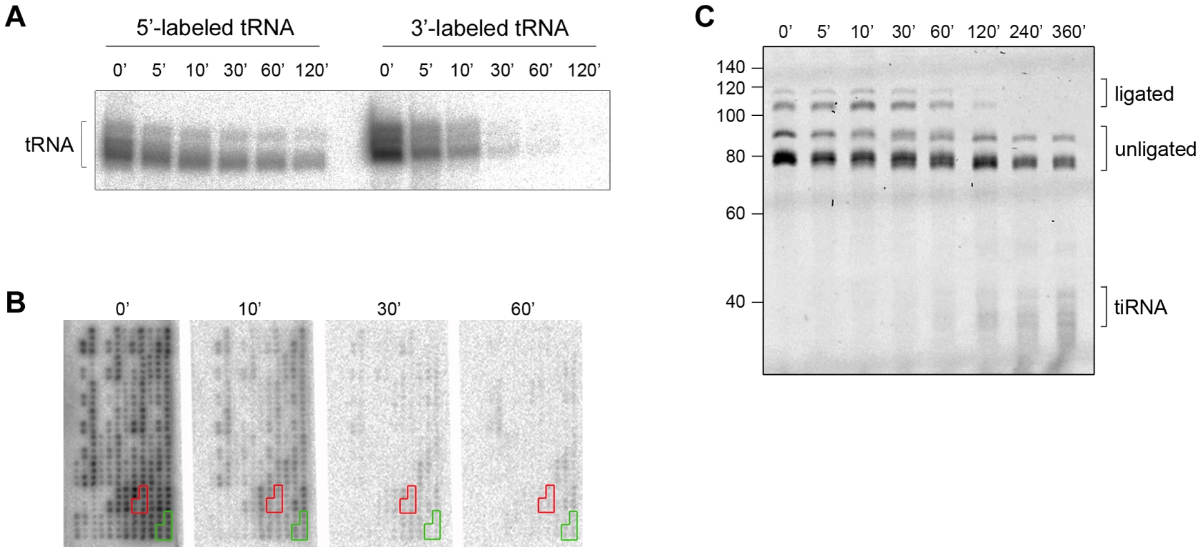 The CCA sequence at the 3′-termini of all tRNAs is first cleaved by angiogenin <i>in vitro</i>.