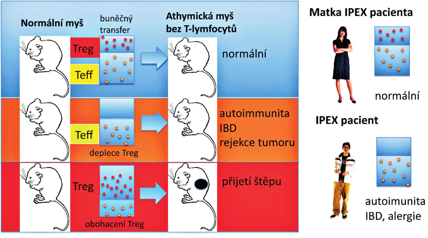 Syndrom IPEX a efekt Treg deficience u myší a lidí. 
T buněčná suspenze připravená z normální myši může být přenesena celá (vlevo nahoře) nebo zbavená Treg (CD4<sup>+</sup>CD25<sup>+</sup> regulačních Foxp3<sup>+</sup> T-lymfocytů) a pak přenesená do syngenní myši bez T buněk (athymické „nahé“ myši) (deplece Treg – vlevo uprostřed). Příjemce pak zůstane zdráv (normální – vlevo nahoře) nebo spontánně vyvine autoimunitní onemocnění nebo IBD a má schopnost odvrhnout nádorové buňky (vlevo uprostřed). Naopak, když jsou Treg z normální myši obohaceny a přeneseny do athymické „nahé“ myši, tak je recipient schopen přijmout alogenní štěp kůže bez rizika odvržení (obohacení Treg – vlevo dole). U lidí jsou mužští potomci postiženi IPEX syndromem (vpravo dole). Matky jsou nositelky heterozygotních defektů v alele FOXP3 genu a jsou imunologicky normální (vpravo nahoře), i když často mají buď redukovaný počet normálních Treg, nebo jsou postiženy mosaicismem normálních Treg a funkčně defektních Treg způsobeným náhodnou inaktivací FOXP3 genu na X chromosomu. Červené a žluté symboly znázorňují intaktní Treg a efektorové (konvenční) CD4<sup>+</sup> T-lymfocyty (Teff). Treg převážně suprimují vývoj efektorových CD4<sup>+</sup> T-lymfocytů z naivních T buněk.