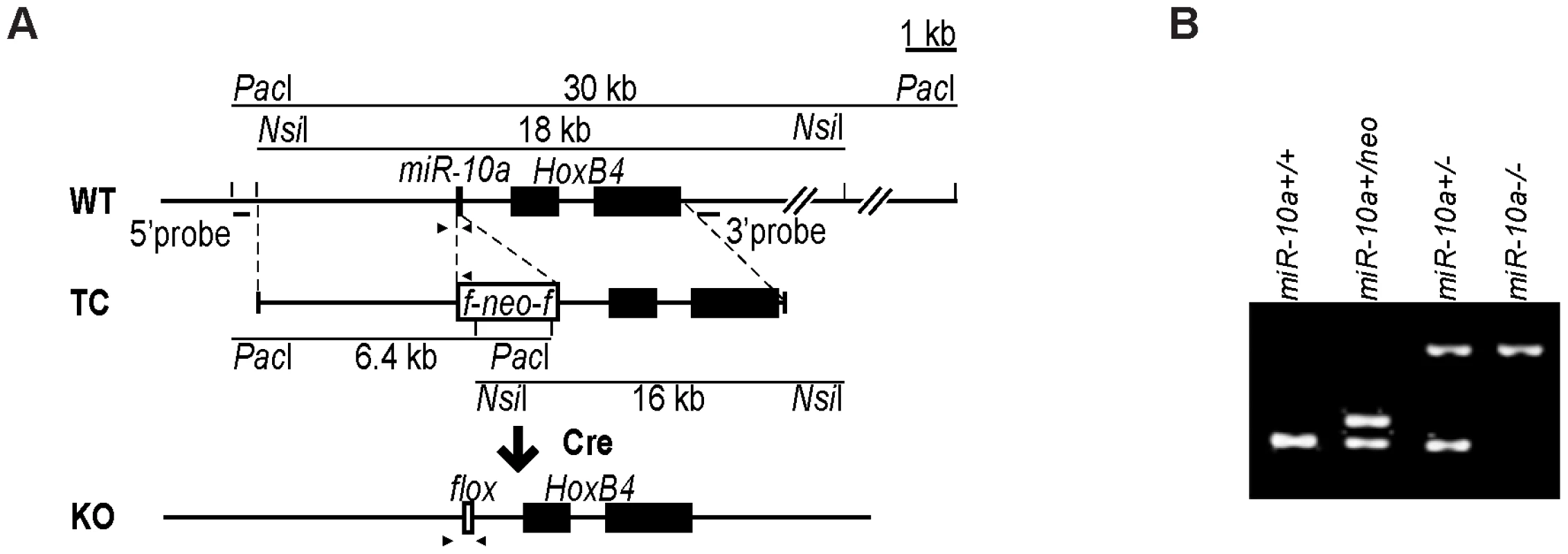 Generation of <i>miR-10a</i> KO mice.