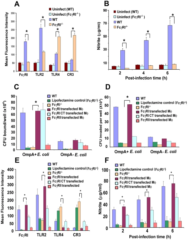 Alteration of surface receptor expression in MØ obtained from WT and FcγRIa<sup>−/−</sup> mice upon infection with <i>E. coli</i> K1.