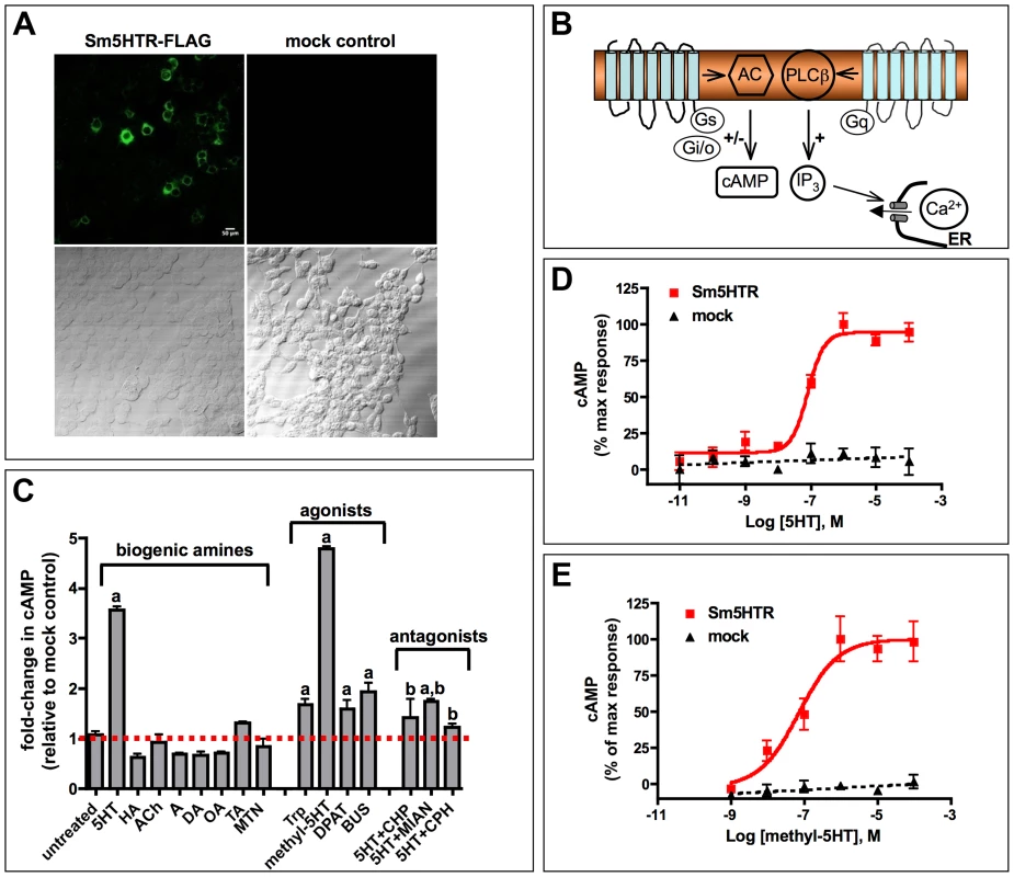 Functional expression of Sm5HTR in transfected HEK 293 cells.
