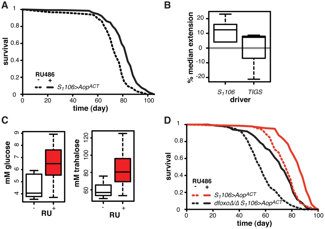 <i>Aop</i> extends lifespan.