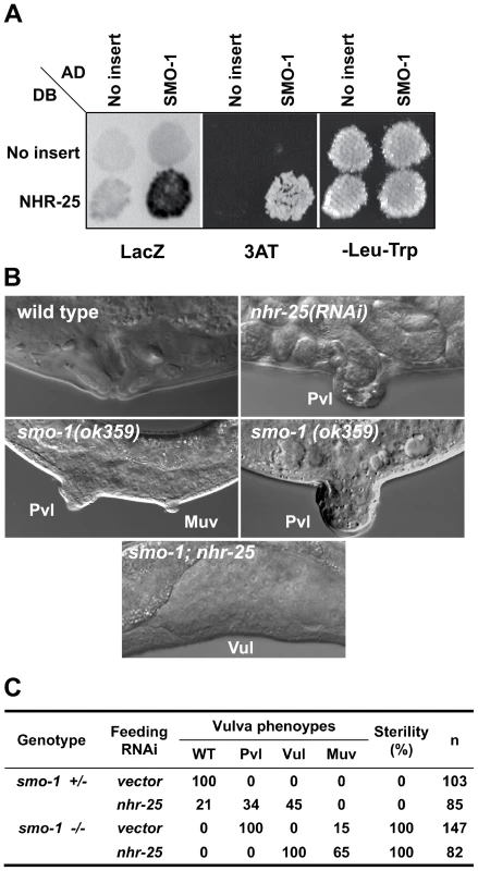 SMO-1 and NHR-25 physically and genetically interact.