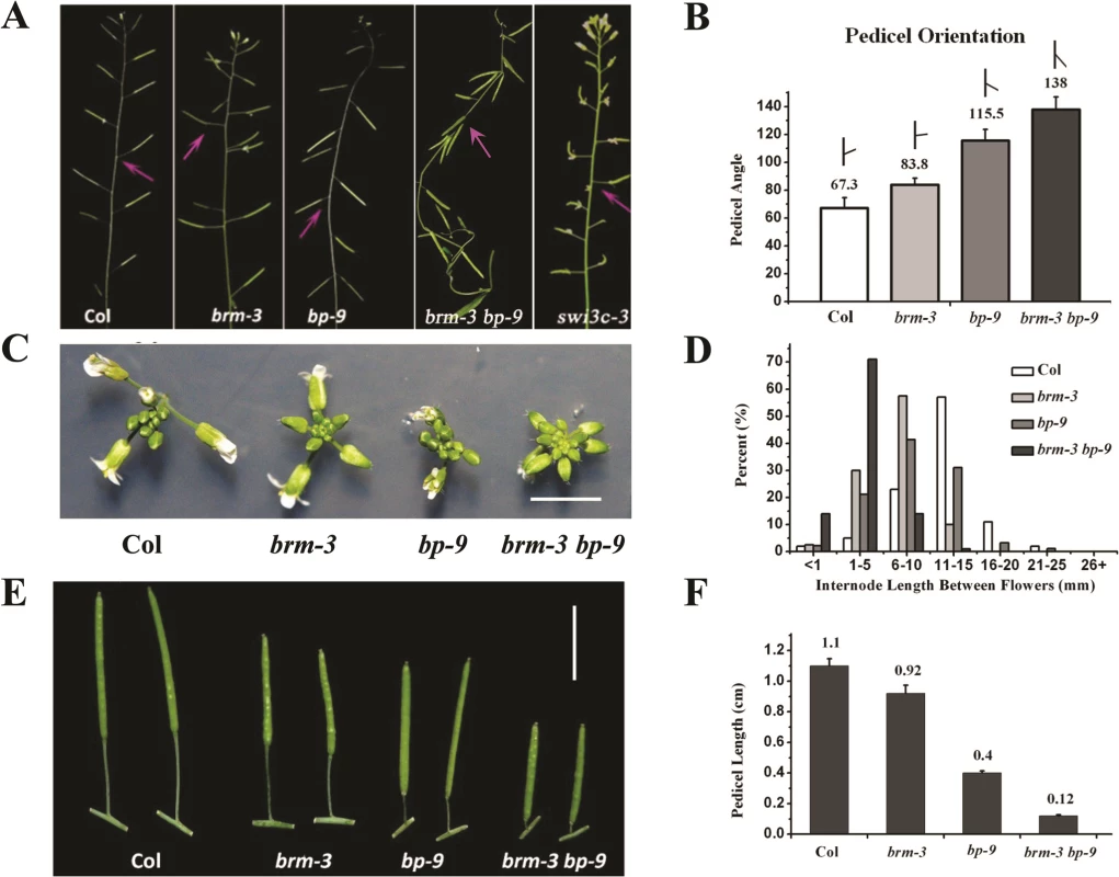 Inflorescence patterns of <i>brm-3</i>, <i>bp-9</i>, and <i>brm-3 bp-9</i> double mutants.