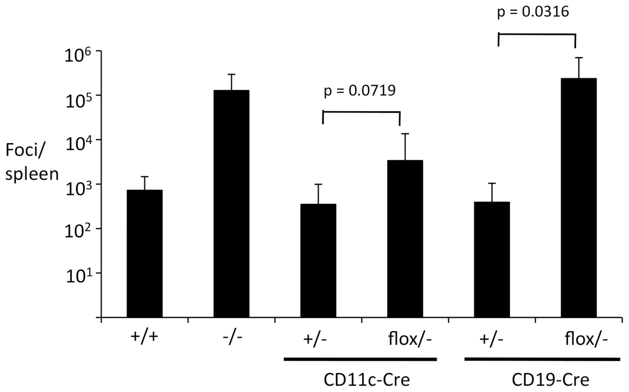 B cell-intrinsic TLR signaling is required for control of FV.