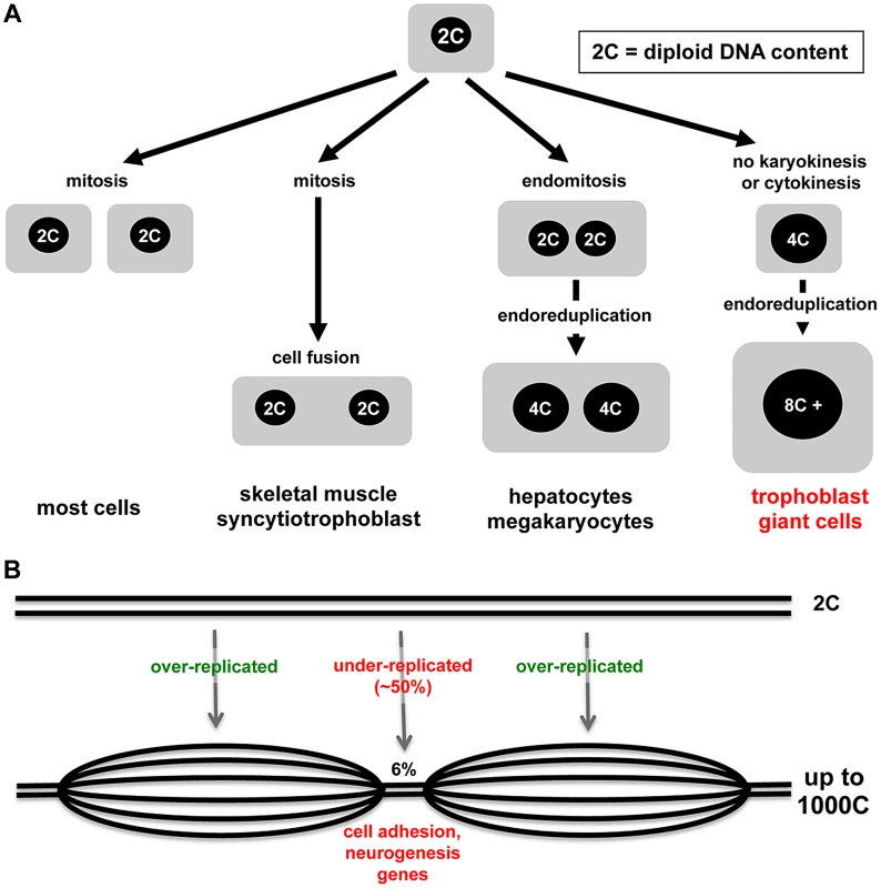 Modes of cell growth and polyploidy in mammals.