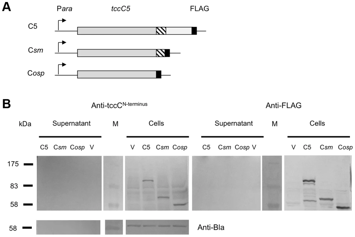 C-subunit secretion requires the B-subunit.