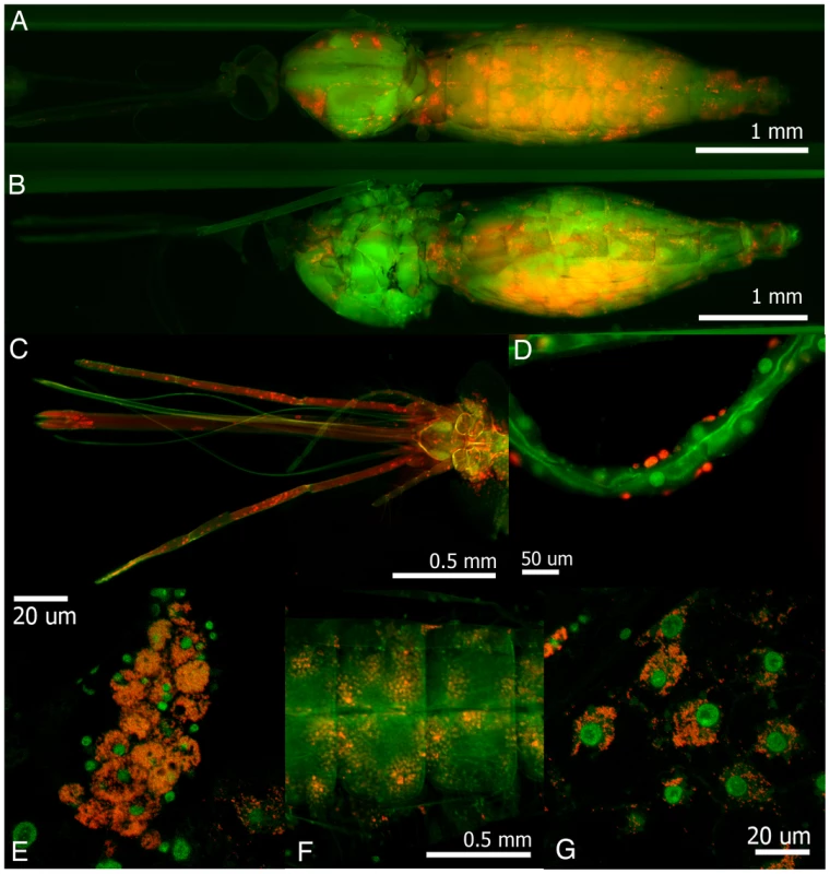 Whole mount fluorescence <i>in situ</i> hybridization of <i>Wolbachia</i>-infected <i>An. gambiae</i>, 30 days post-injection (dpi).