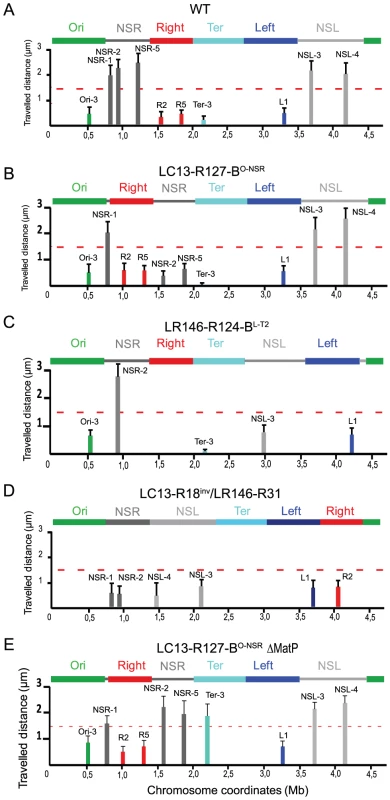 Travelled distance of different markers in strains with a wt or rearranged configurations.