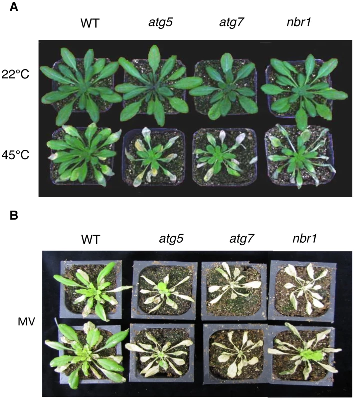 Enhanced sensitivity of <i>atg5</i>, <i>atg7</i> and <i>nbr1</i> mutants to heat and oxidative stresses.