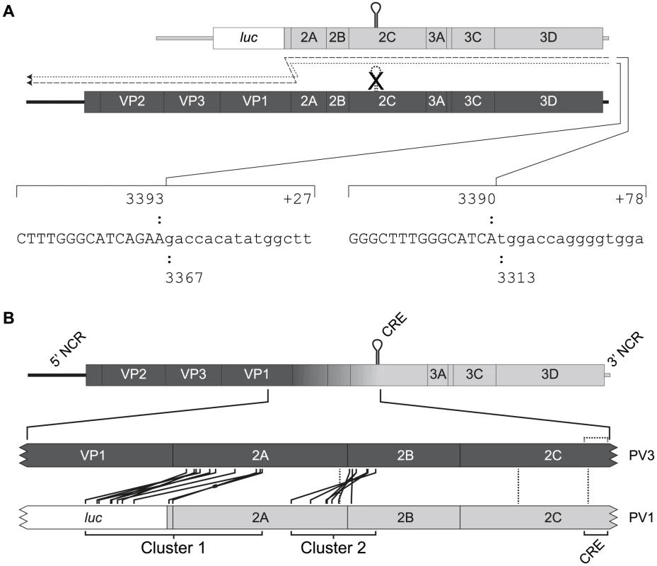 Recombination generates imprecise junctions with genome duplications.