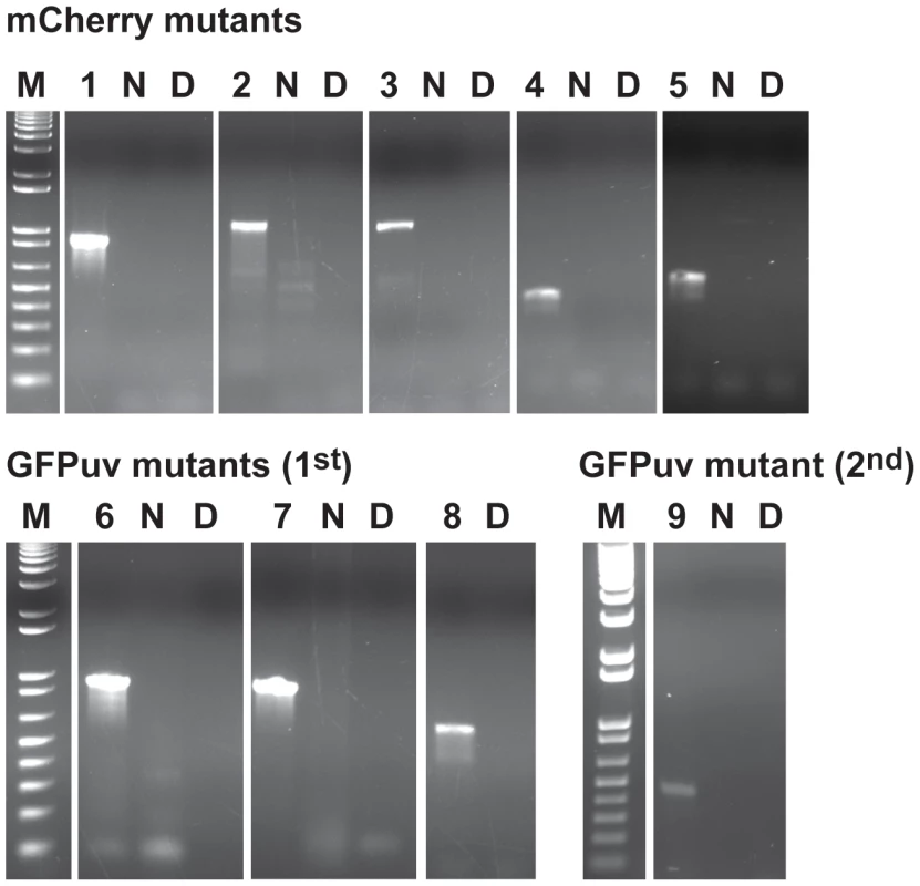 Validation of transposon insertions in the <i>E. chaffeensis</i> genome.