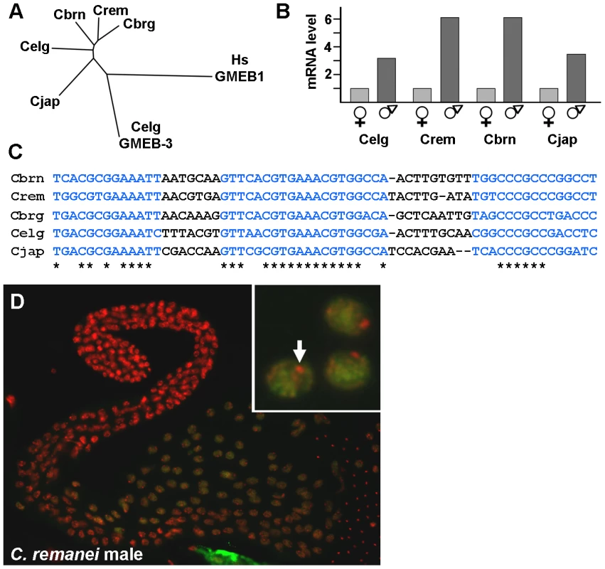 <i>spe-44</i> conservation in <i>Caenorhabditis</i> species.