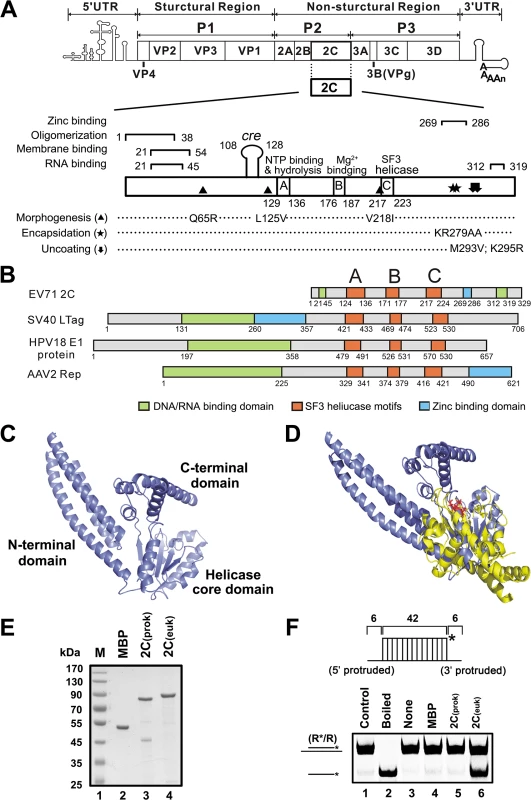 EV71 2C<sup>ATPase</sup> is similar to other viral SF3 helicases in both motifs and structures.