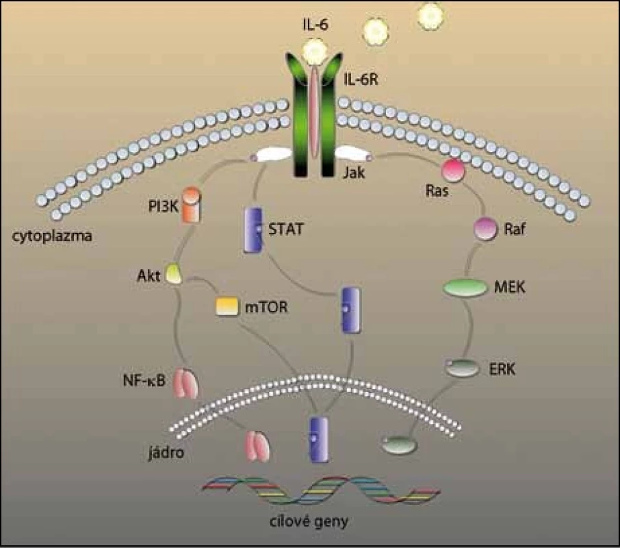 IL-6 a signální kaskády v mnohočetném myelomu. 
Navázáním IL-6 na jeho receptor se aktivují čtyři signální dráhy důležité pro vývoj, růst a lékovou rezistenci v MM. Fosforylace Jak spustí dráhu Ras/Ras/MEK/ERK a STAT. ERK a STAT se přesunou do jádra, kde aktivují cílové geny. Jak také spouští signální dráhu PI3K/Akt, Akt dále může aktivovat mTOR, který působí na STAT a NF-κB, který se opět přesouvá do jádra a  přepisuje dané geny.