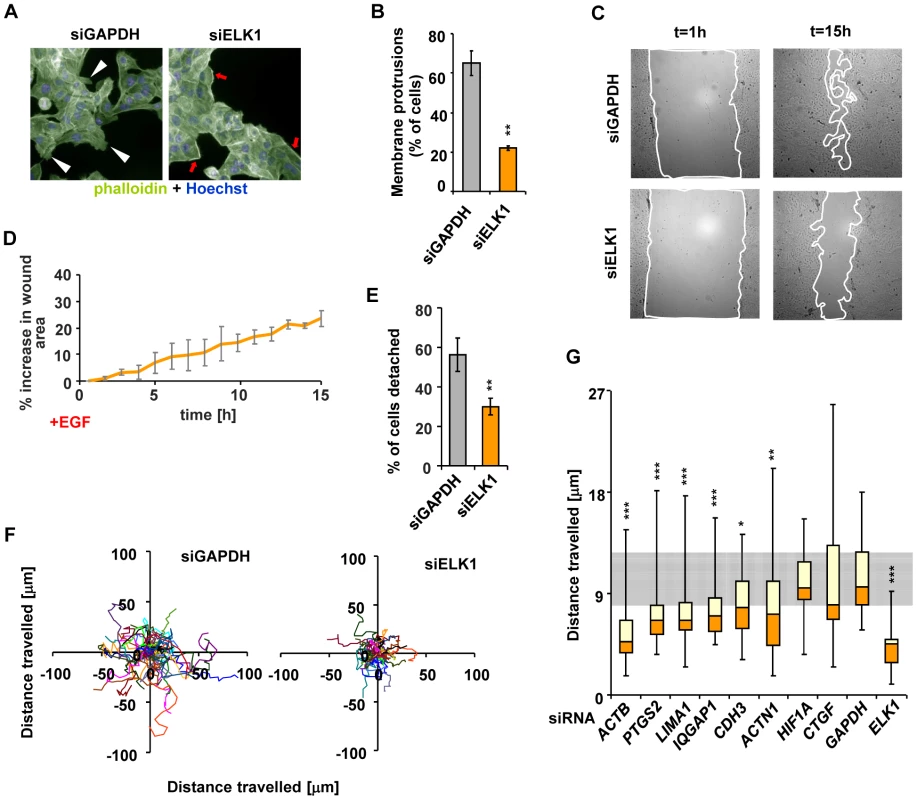Depletion of ELK1 affects the cytoskeleton and the motility of MCF10A cells.