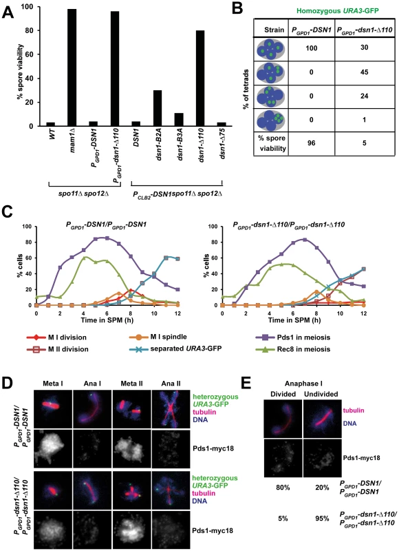 The Csm1-Interaction Domain of Dsn1 is required for the first meiotic nuclear division.