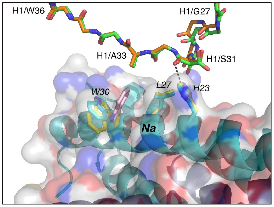 Comparison of the interactions of CDR-H1 of Fabs 8066 and 8062 with 5-Helix.