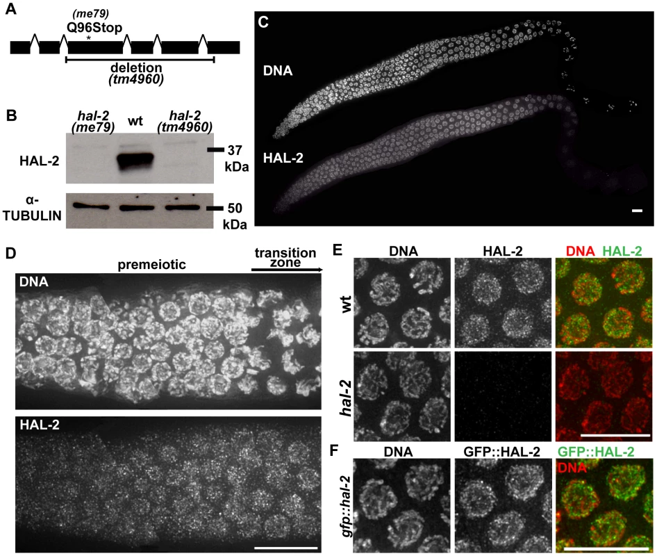 <i>hal-2</i> encodes a protein that concentrates in the nucleoplasm of germ cells.