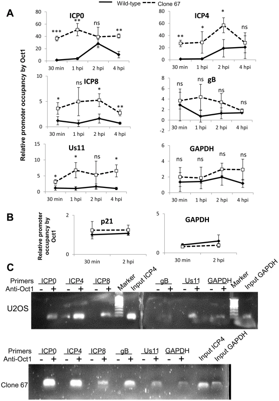 IFI16 prevents Oct1 accumulation at HSV-1 promoters.