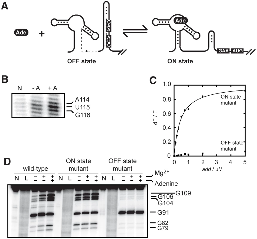The <i>add</i> riboswitch secondary structure is modulated upon ligand binding.