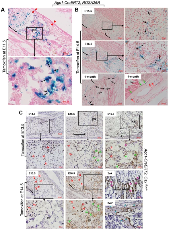 The non-chondrocytic reporter<sup>+</sup> cells in the primary spongiosa of tamoxifen-treated <i>Agc1-CreERT2</i> embryos and mice are derived from mature chondrocytes.