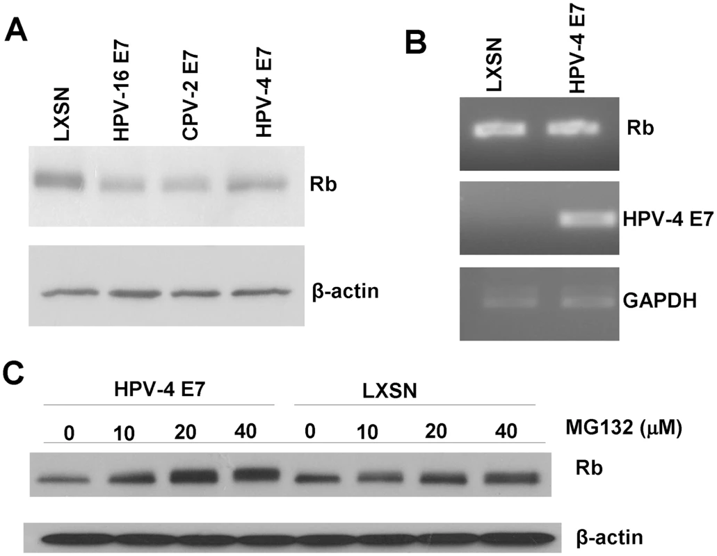 HPV-4 E7 also degrades pRb.
