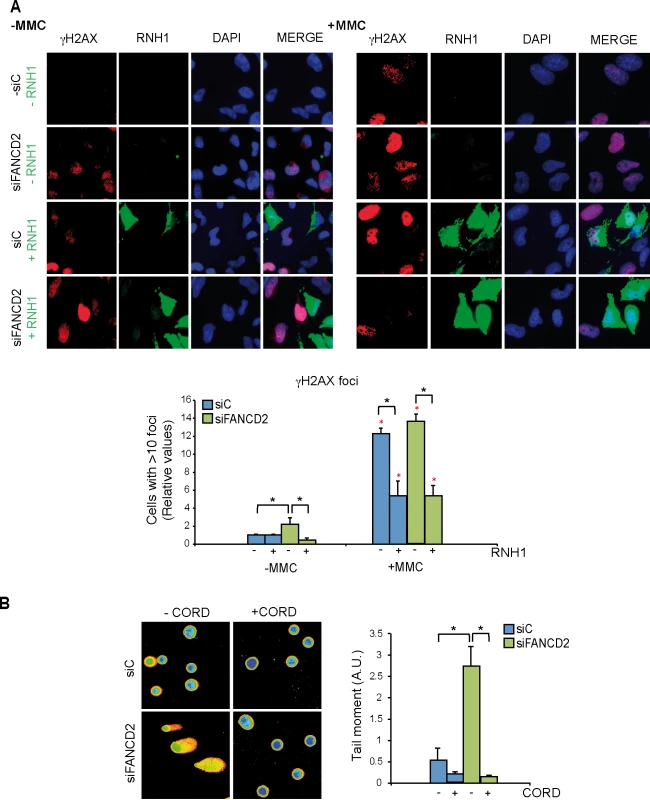 Genome instability in FANCD2-depleted human cells.