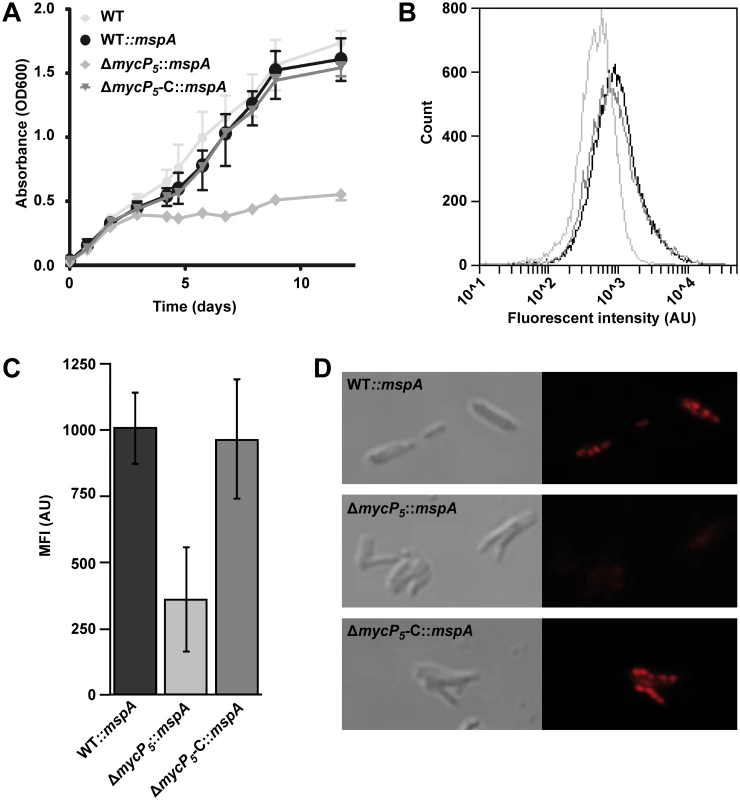 ESX-5 is involved in fatty acid uptake.