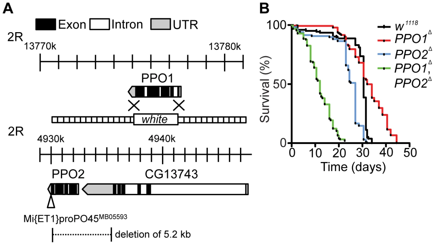 Generation and phenotypic characterization of <i>PPO1</i> and <i>PPO2</i> deletion mutants.