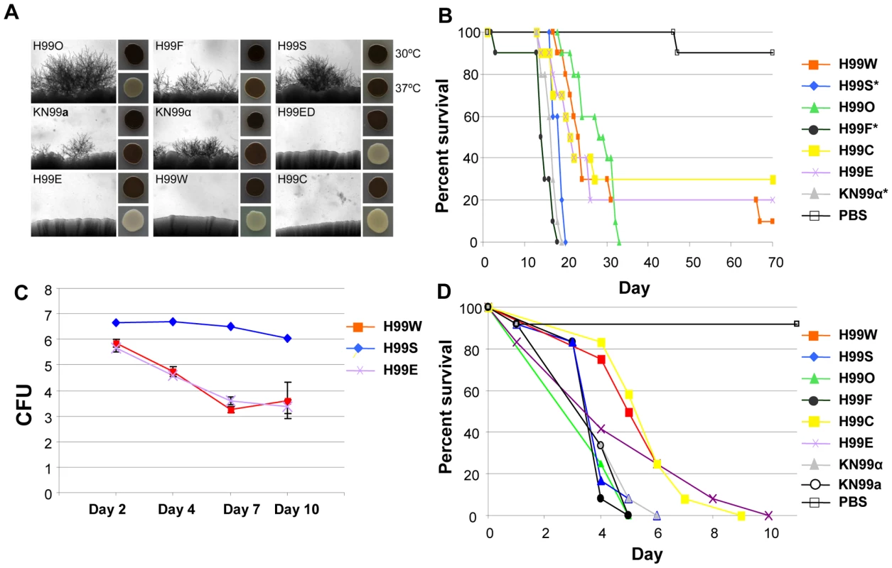 H99 passaged strains exhibit phenotypic variability.