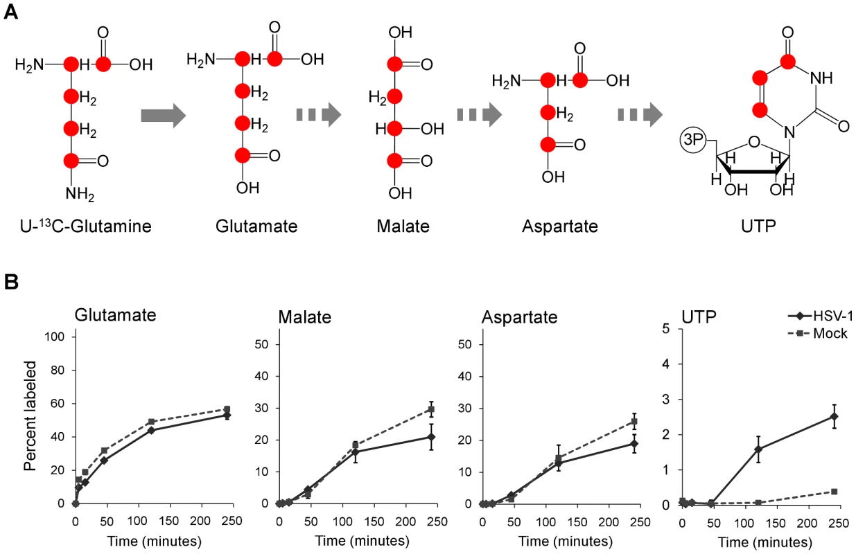 Flux to pyrimidine nucleotide synthesis induced by HSV-1 infection.